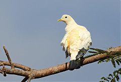 Torresian Imperial-Pigeon